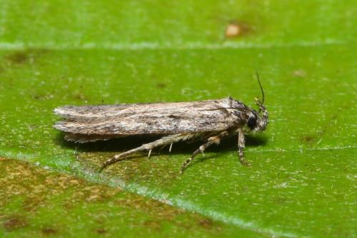 Depressaria sp.